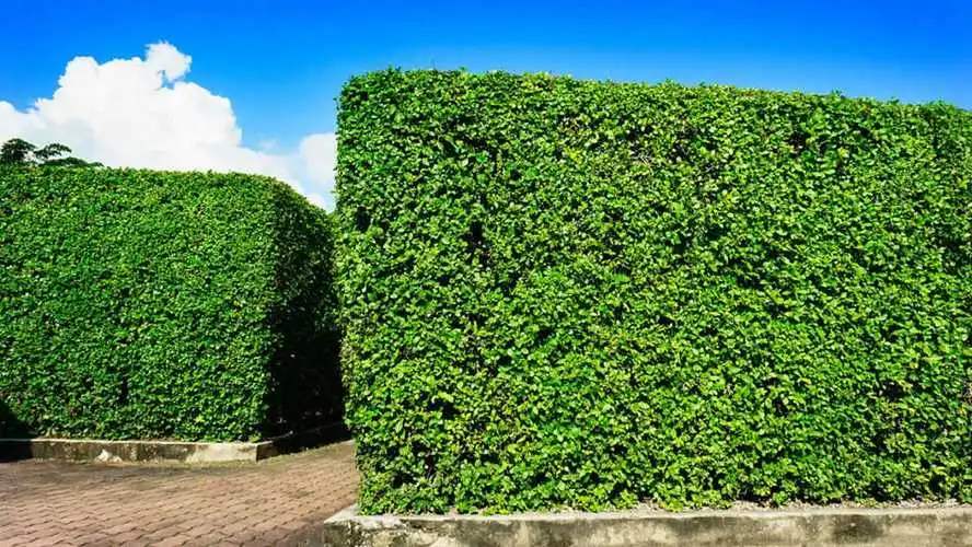 汝州小屯廊道绿化工程