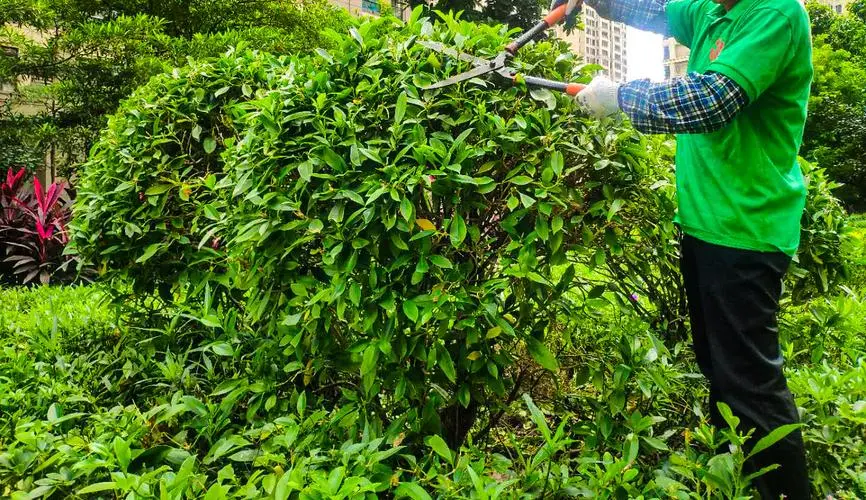 广州绿化工程验收表格 广州绿化工程验收表格