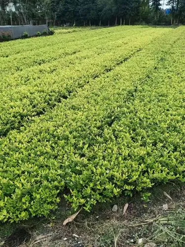 村庄小溪园林景观设计 村庄小溪园林景观设计